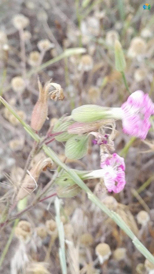 Sivri Nakıl (Silene conica): Kumların Zarif Çiçeği — inline image
