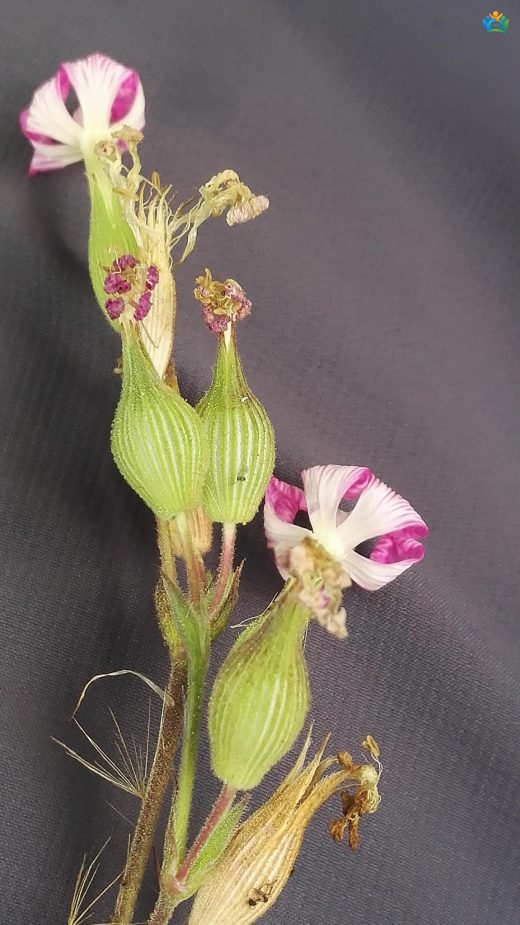 Sivri Nakıl (Silene conica): Kumların Zarif Çiçeği — inline image