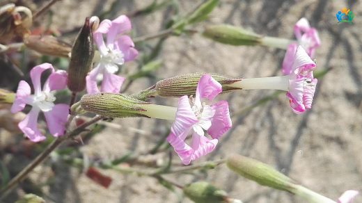 Sivri Nakıl (Silene conica): Kumların Zarif Çiçeği — inline image