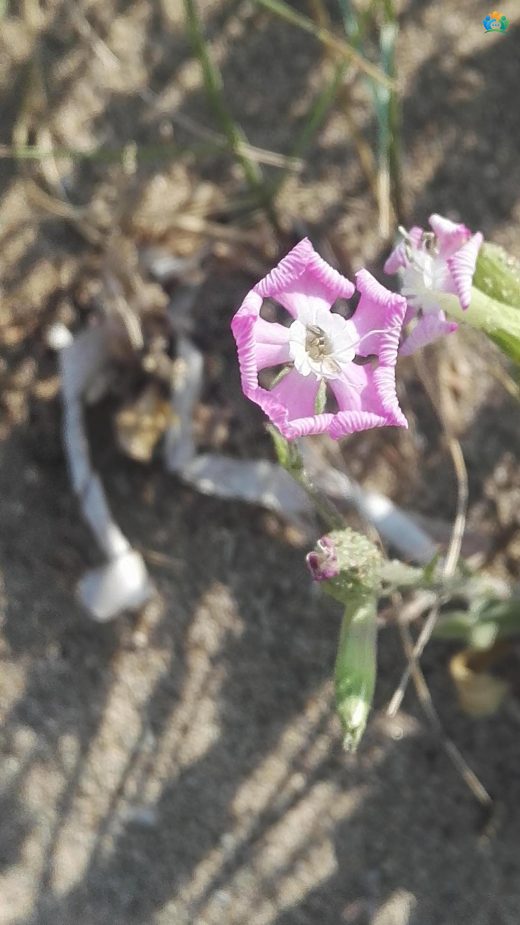 Sivri Nakıl (Silene conica): Kumların Zarif Çiçeği — inline image