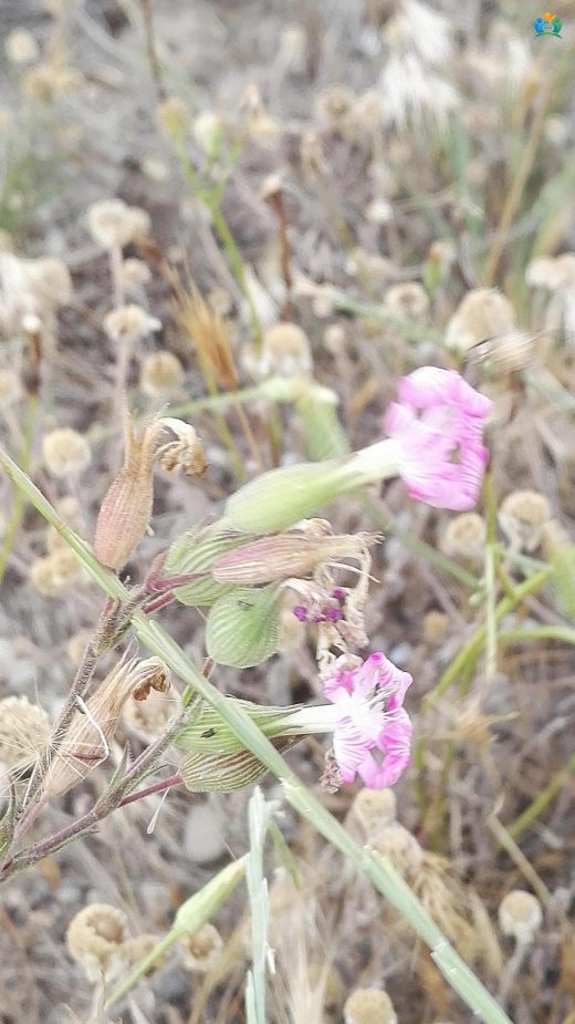Sivri Nakıl (Silene conica): Kumların Zarif Çiçeği — inline image