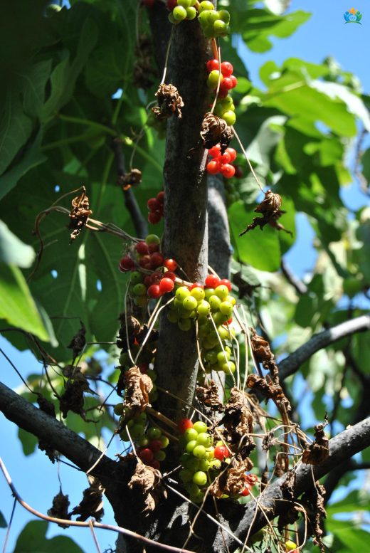 Şizandra üzümü (Schisandra) — inline image