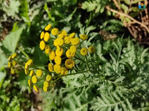 Solucanotu (Tanacetum vulgare L.): Hem Faydalı Hem Tehlikeli Bir Bitki — inline image
