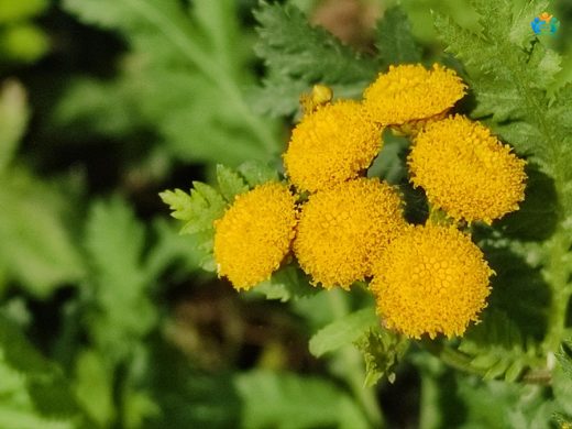 Solucanotu (Tanacetum vulgare L.): Hem Faydalı Hem Tehlikeli Bir Bitki — inline image