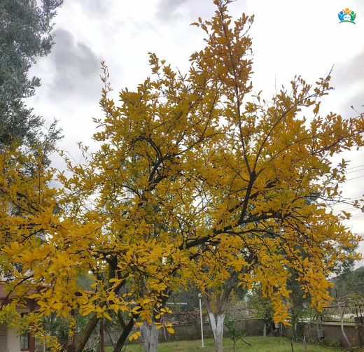 Sonbaharın Büyüsü — inline image