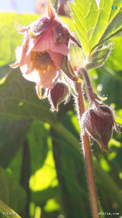 Su Kenarlarının Kızıl Güzeli: Mübarek Otu (Geum rivale) — cover