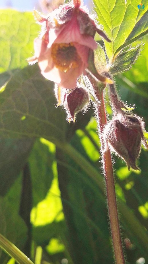 Su Kenarlarının Kızıl Güzeli: Mübarek Otu (Geum rivale) — inline image