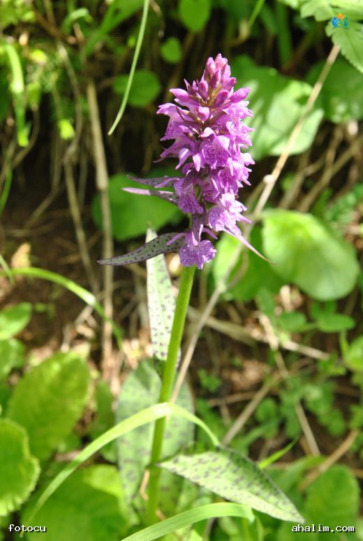 Sümbül Orkidesi (Dactylorhiza majalis): Baharın Mücevheri — cover