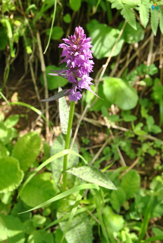 Sümbül Orkidesi (Dactylorhiza majalis): Baharın Mücevheri — inline image