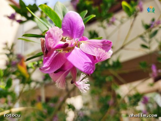 Süt Otu (Polygala Myrtifolia): Renkli ve Dayanıklı Bir Bitki — cover