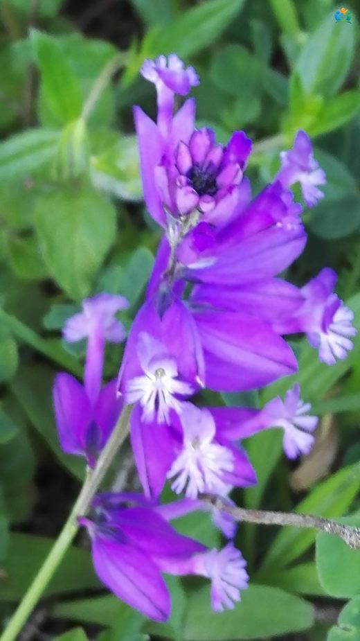 Süt Otu (Polygala Myrtifolia): Renkli ve Dayanıklı Bir Bitki — inline image