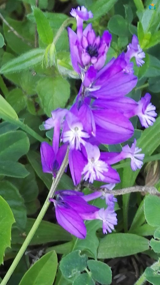 Süt Otu (Polygala Myrtifolia): Renkli ve Dayanıklı Bir Bitki — inline image