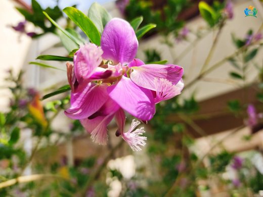 Süt Otu (Polygala Myrtifolia): Renkli ve Dayanıklı Bir Bitki — inline image