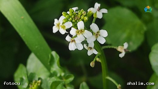 Suyun Canlı Yeşili: Su Teresi (Nasturtium officinale) — cover