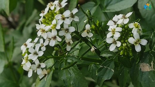 Suyun Canlı Yeşili: Su Teresi (Nasturtium officinale) — inline image