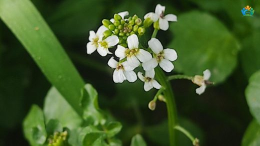 Suyun Canlı Yeşili: Su Teresi (Nasturtium officinale) — inline image