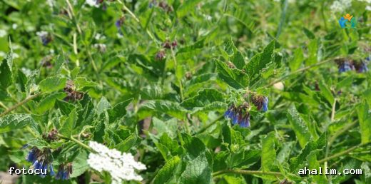 Symphytum officinale (Orman Kafesotu): Şifa Kaynağı Bitkinin Detaylı İncelemesi — cover
