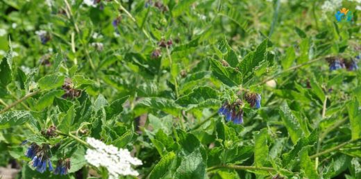 Symphytum officinale (Orman Kafesotu): Şifa Kaynağı Bitkinin Detaylı İncelemesi — inline image