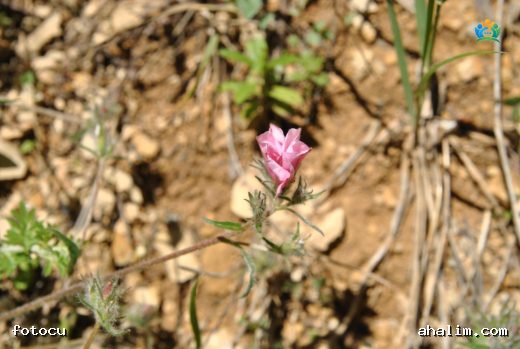 Tarla Sarmaşığı (Convolvulus elegantissimus) — cover
