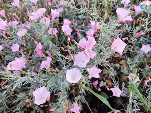 Tarla Sarmaşığı (Convolvulus elegantissimus) — inline image