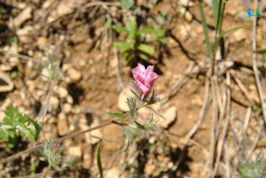 Tarla Sarmaşığı (Convolvulus elegantissimus) — inline image