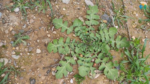 Tarlalardan Sofralara: Turpotu (Raphanus raphanistrum) ve Bilinmeyen Yönleri — inline image