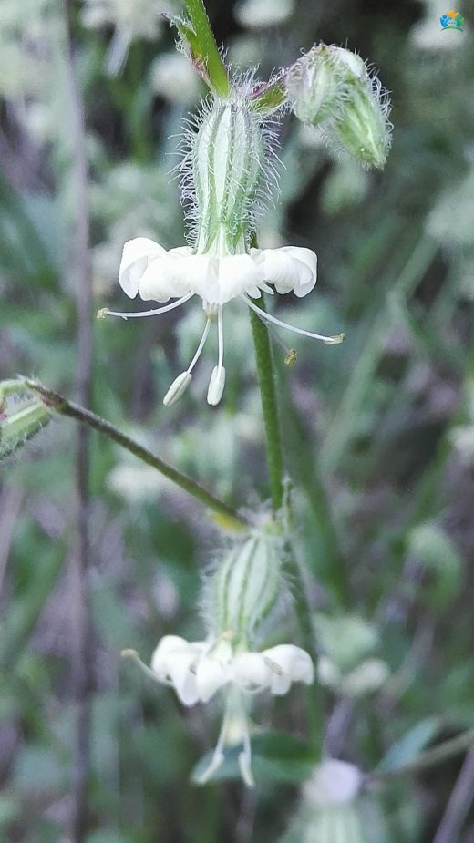 Tarlaların İkili Güzelliği: Çatal Nakıl (Silene dichotoma) — inline image