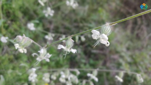 Tarlaların İkili Güzelliği: Çatal Nakıl (Silene dichotoma) — inline image