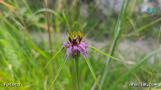 Tarlaların İnce Yapraklı Yıldızı: Dar Yapraklı Tekesakalı (Tragopogon angustifolius) — cover