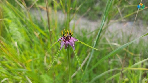 Tarlaların İnce Yapraklı Yıldızı: Dar Yapraklı Tekesakalı (Tragopogon angustifolius) — inline image