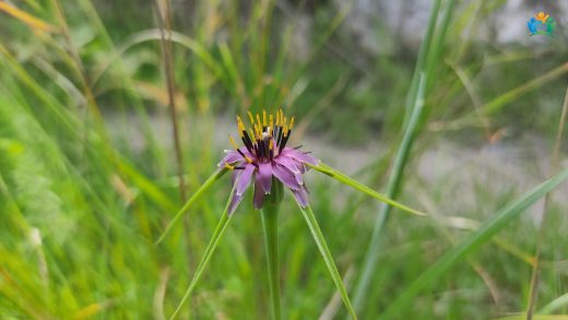 Tarlaların İnce Yapraklı Yıldızı: Dar Yapraklı Tekesakalı (Tragopogon angustifolius) — inline image