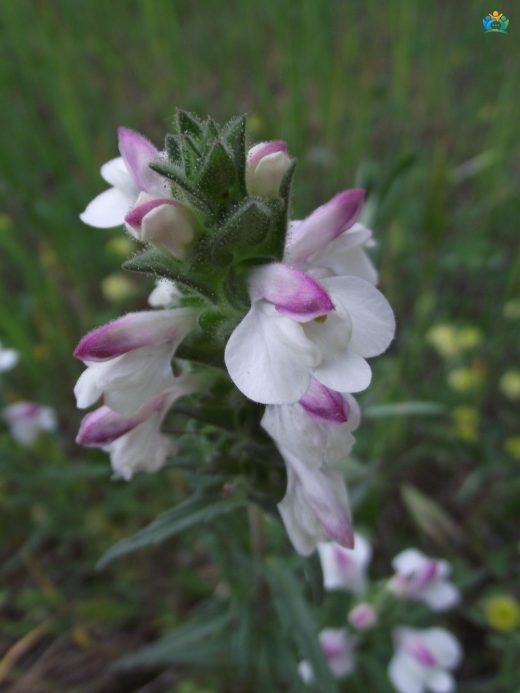 Tarlaların Mor Misafiri: Kara Ballıbaba (Bartsia trixago) — inline image