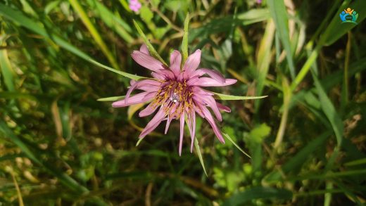 Tarlaların Mor Sakalı: Yavşanotu (Geropogon hybridus) — inline image