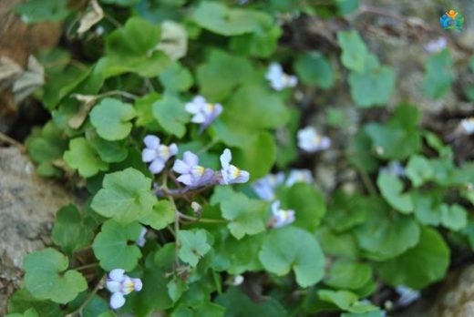 Taşların Nazik Ressamı: Nakkaş Sarmaşığı (Cymbalaria muralis) — inline image