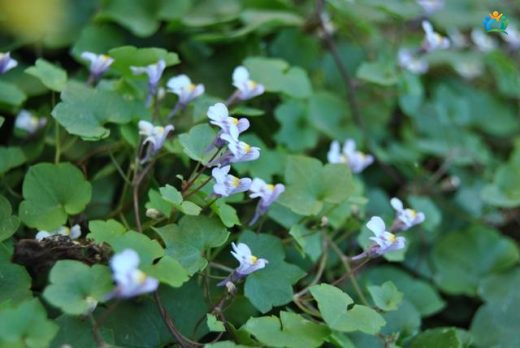 Taşların Nazik Ressamı: Nakkaş Sarmaşığı (Cymbalaria muralis) — inline image