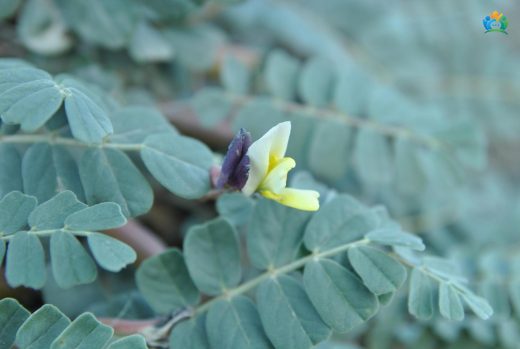 Tatlı Geven (Astragalus glycyphylloides): Dağların Balı Tatlılığı — inline image