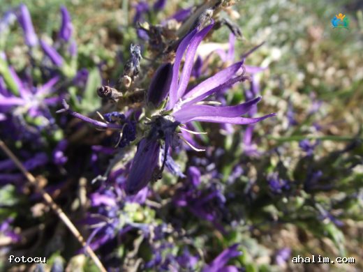 Tavşan Ekmeği (Asyneuma limonifolium): Türkiye'nin Endemik Bitkilerinden Biri — cover