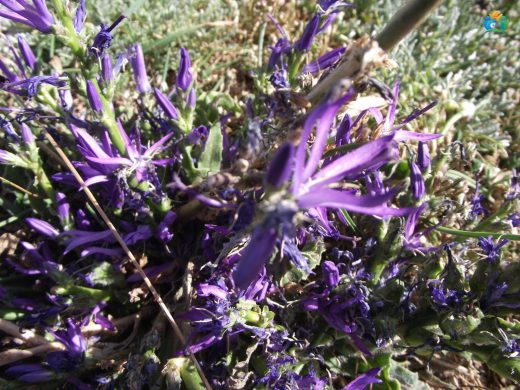 Tavşan Ekmeği (Asyneuma limonifolium): Türkiye'nin Endemik Bitkilerinden Biri — inline image
