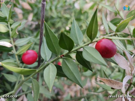 Tavşanmemesi (Ruscus aculeatus): Şifalı Bir Bitki — cover