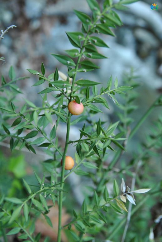 Tavşanmemesi (Ruscus aculeatus): Şifalı Bir Bitki — inline image