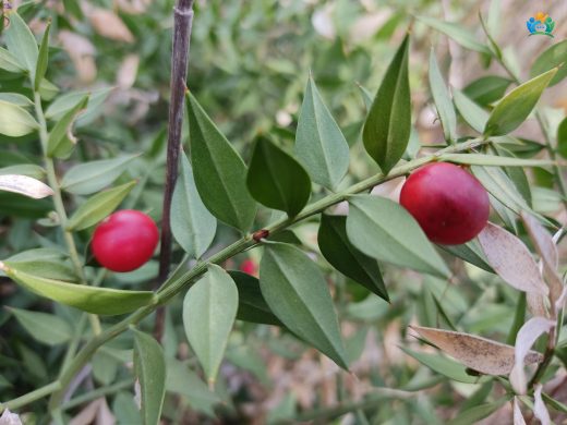 Tavşanmemesi (Ruscus aculeatus): Şifalı Bir Bitki — inline image