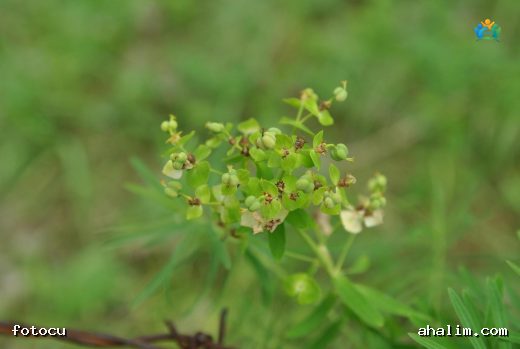 Tavuk otu (Euphorbia hyssopifolia): Gizemli Ot — cover