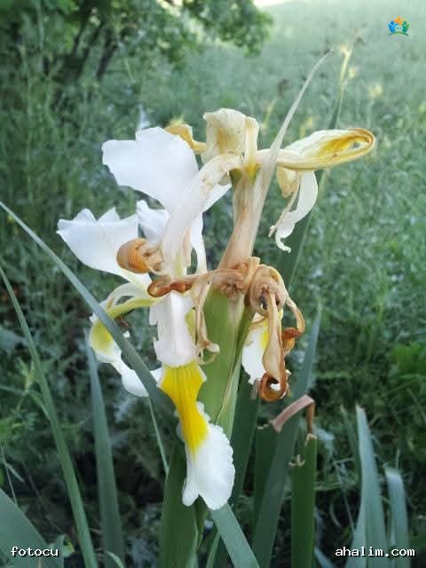 Teos'un Beyaz Zarafeti: Doğu Süseni (Iris orientalis) — cover