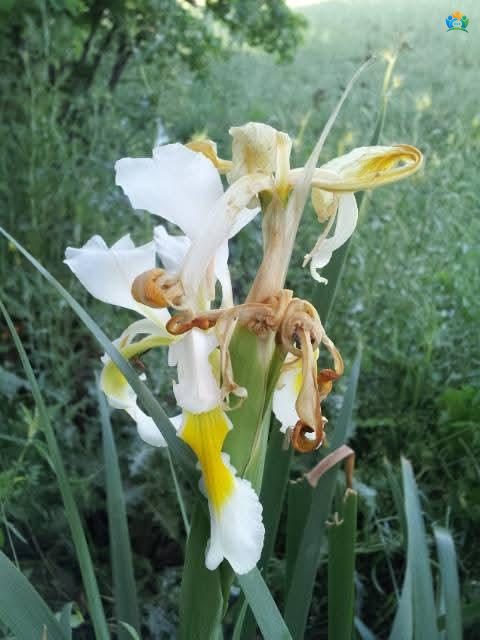 Teos'un Beyaz Zarafeti: Doğu Süseni (Iris orientalis) — inline image
