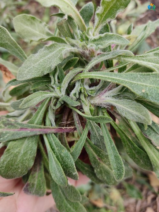 Toklu Baş Otu (Lactuca serriola): Dikenli Bir Marul Türü — inline image