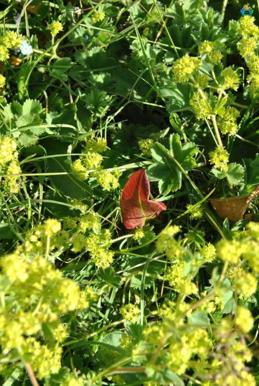 Topkeltat (Alchemilla holocycla): Türkiye'nin Endemik Hazine — inline image