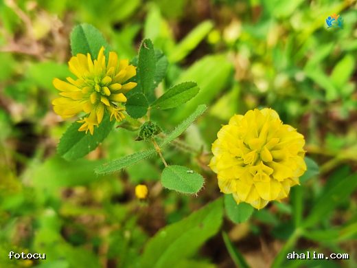 Trifolium aureum Pollich (Altuni Üçgül): Altın Renkli Bir Mucize — cover
