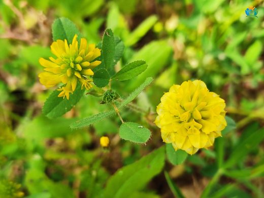 Trifolium aureum Pollich (Altuni Üçgül): Altın Renkli Bir Mucize — inline image