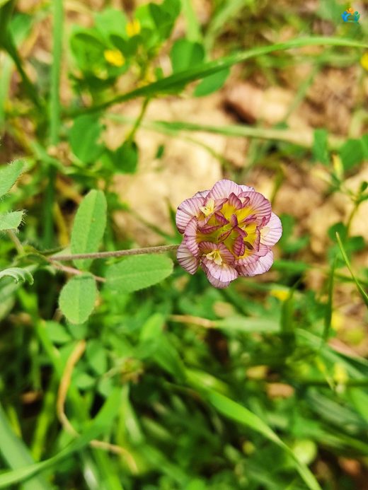 Trifolium grandiflorum Schreb. (Büyük Çiçekli Yonca): Hem Besleyici Hem de Şifalı Bir Bitki — inline image