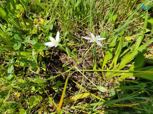 Tükürük Otu (Ornithogalum umbellatum): Baharın Beyaz Yıldızları — inline image